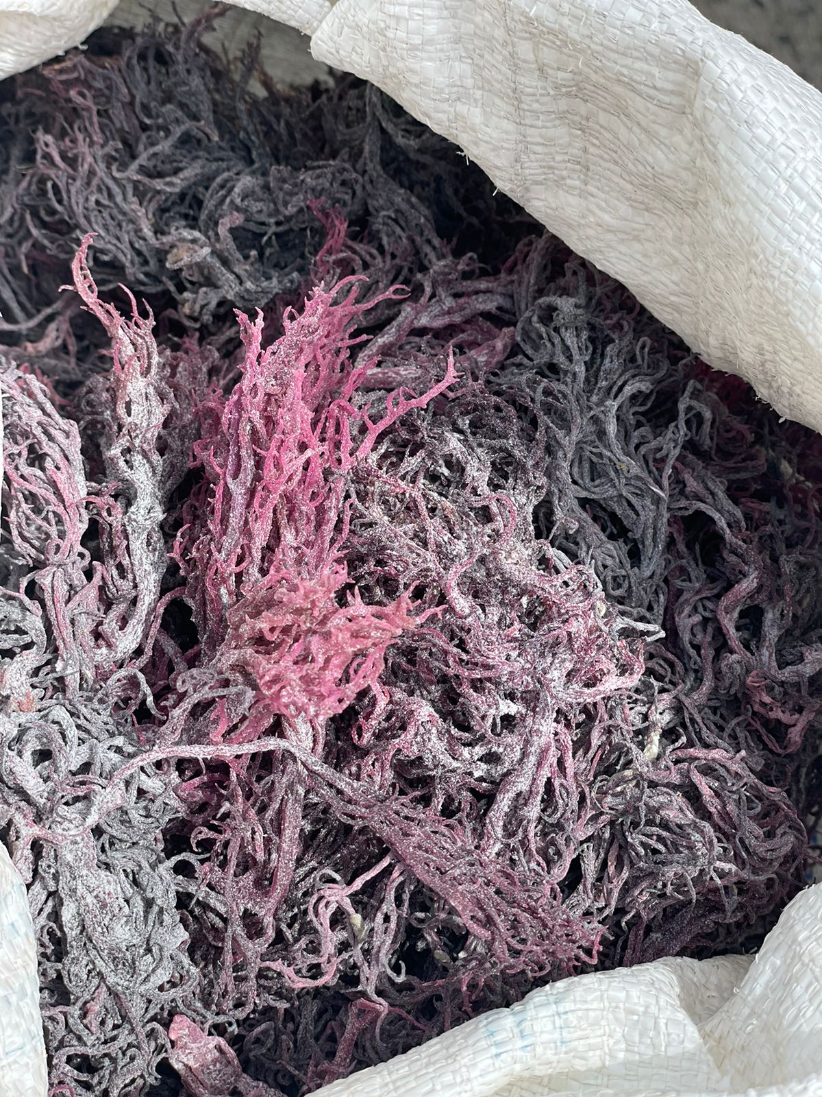 Premium St. Lucian Purple St. Lucian Sea Moss BULK