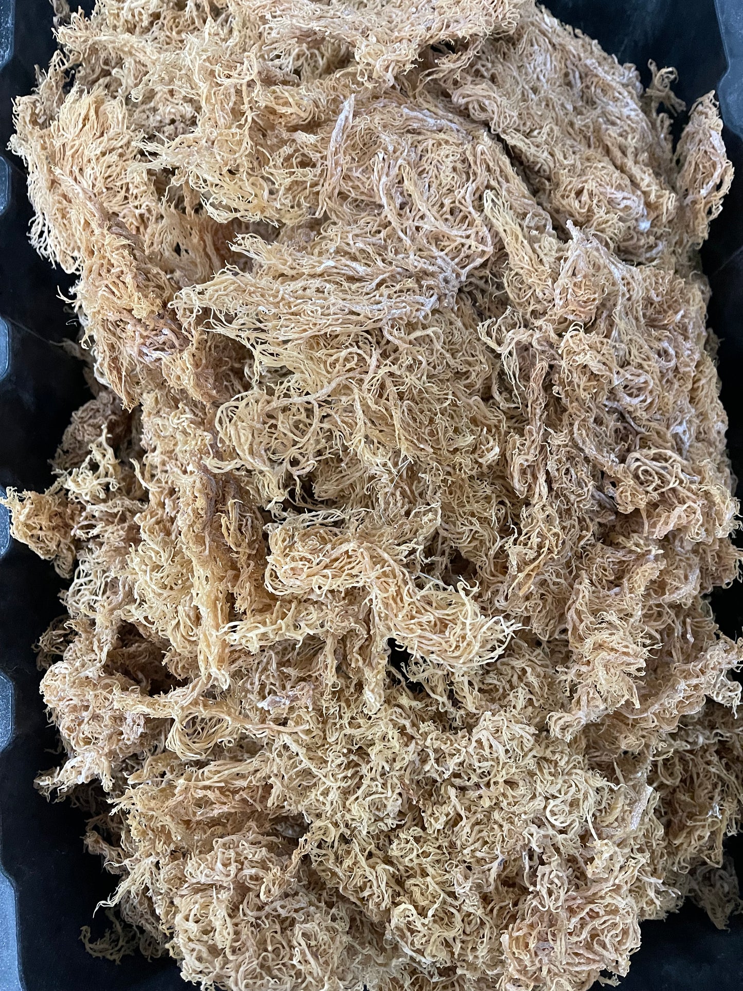 Super Dry Gold St. Lucian Sea Moss