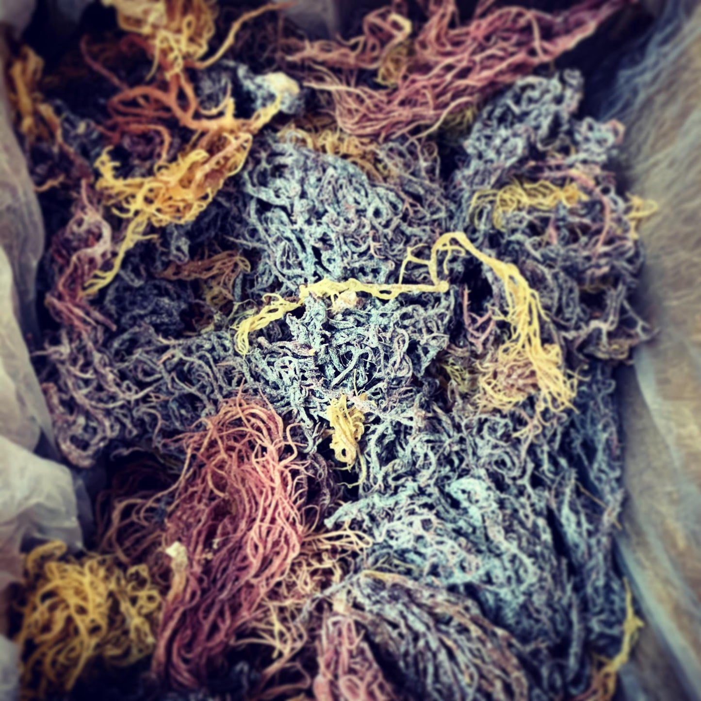 Full Spectrum St. Lucian Sea Moss