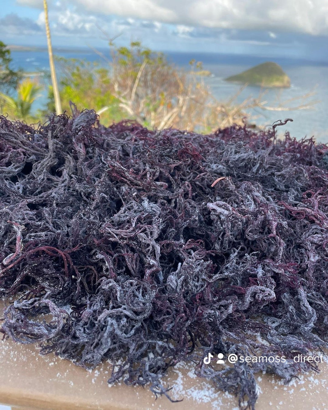 Premium St. Lucian Purple St. Lucian Sea Moss BULK